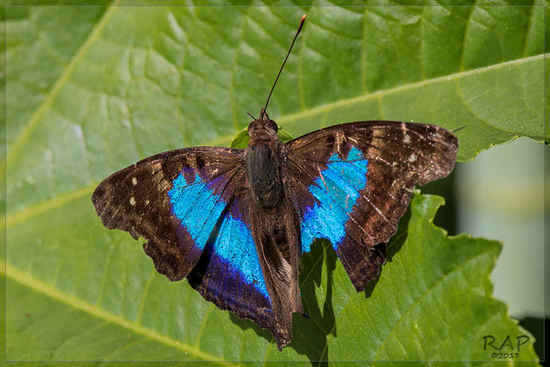 Laurentia Emperor