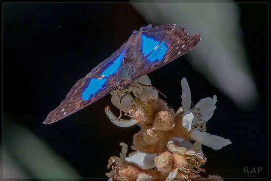 Laurentia Emperor