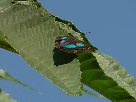 Laurentia Emperor