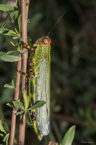 Lubber Grasshopper