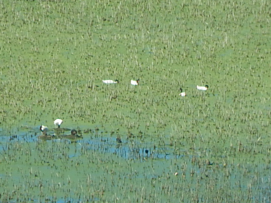 Cisnes en Gaviotas/Swans in Gull Pond