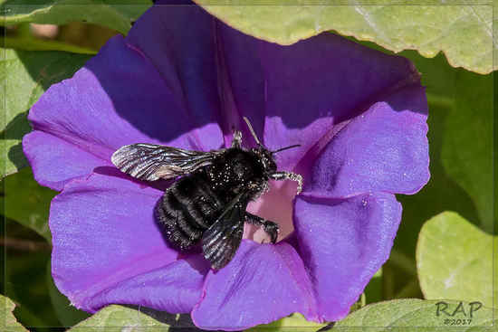 Abejorro