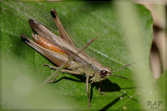 Tucura
