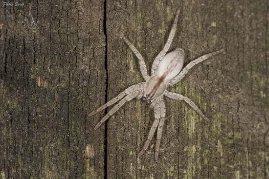 Araña fantasma