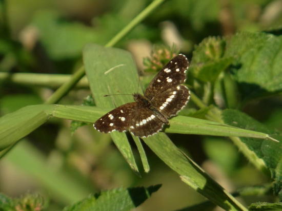Bataraza