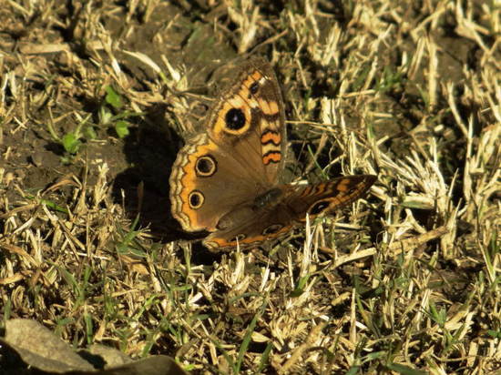 Cuatro ojos común 