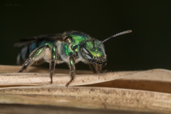 Sweat Bee