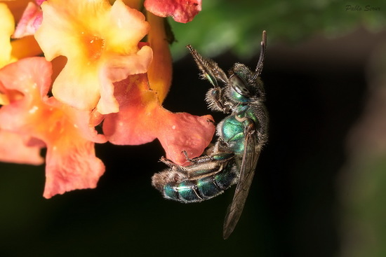 Sweat Bee