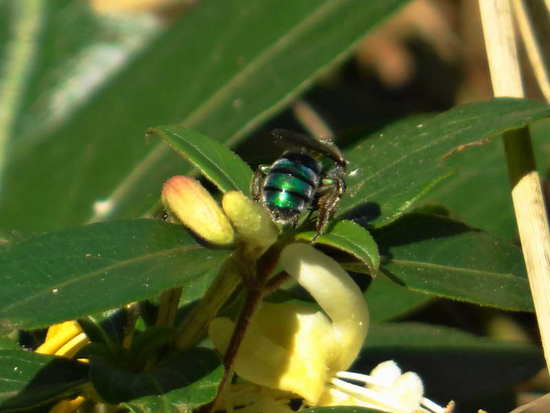 Sweat Bee