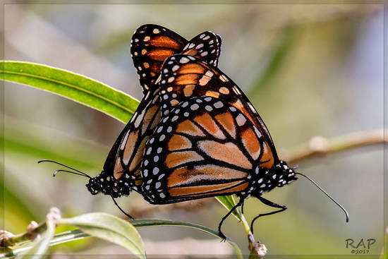 Southern Monarch