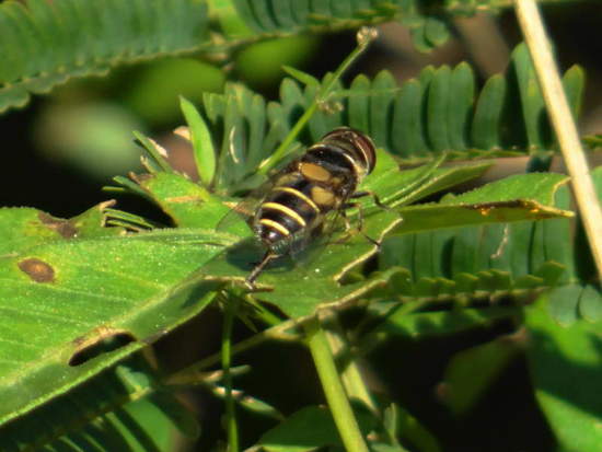 Mosca de las flores