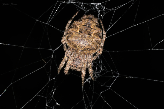 Araña tejedora