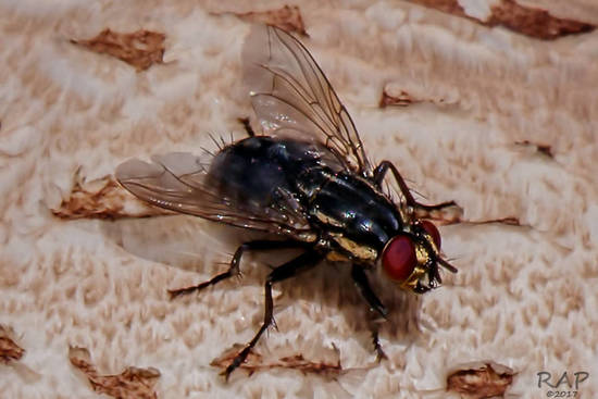 Mosca de la carne