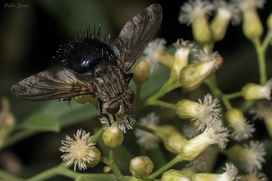 Mosca taquínida