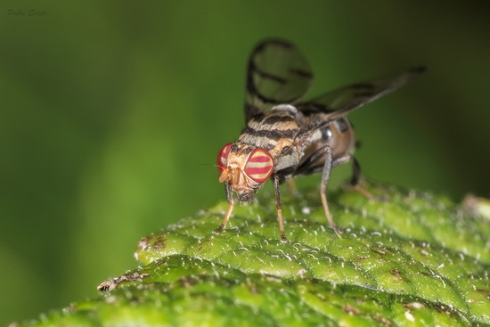 Fruit fly