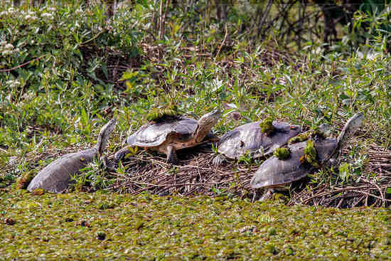 Tortuga de laguna