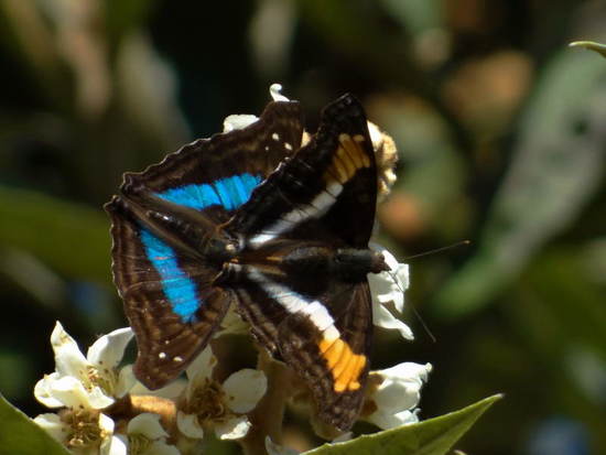 Laurentia Emperor