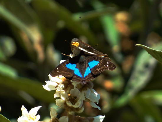 Laurentia Emperor