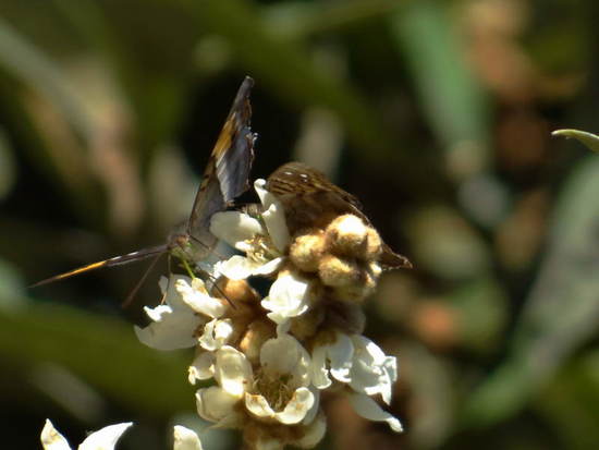 Laurentia Emperor