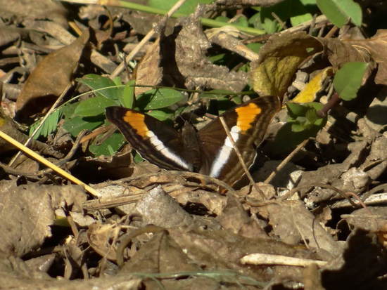 Laurentia Emperor