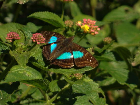 Laurentia Emperor