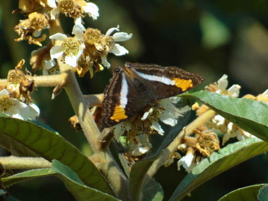 Laurentia Emperor