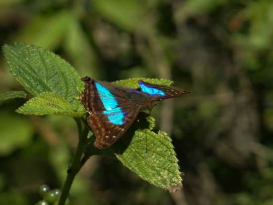 Laurentia Emperor