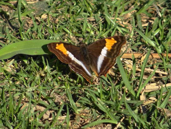 Laurentia Emperor