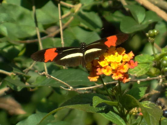 Almendra común