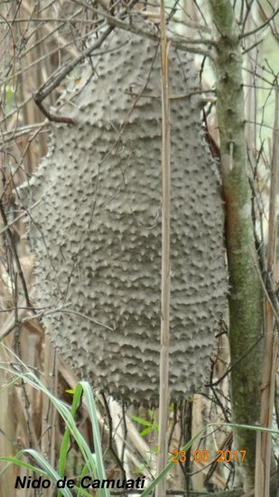 Camuatí