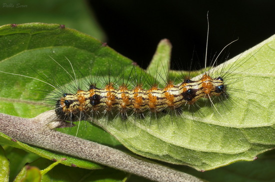 Tiger moth