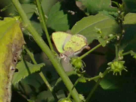 Frotadora esmeralda coluda