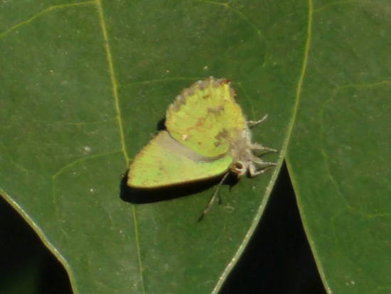 Frotadora esmeralda coluda