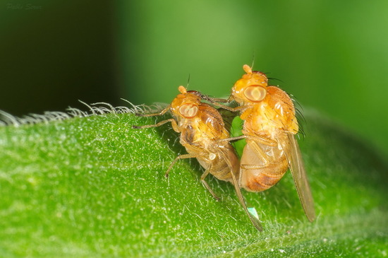 Mosca