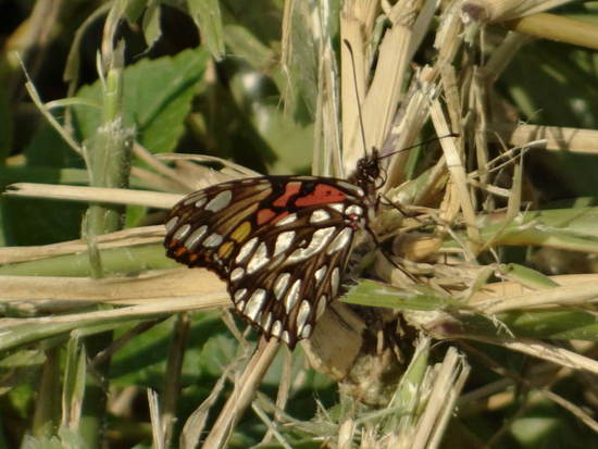 Moneta