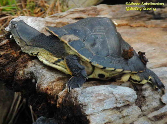 Tortuga de laguna