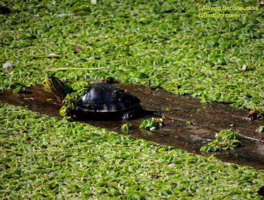 Tortuga pintada