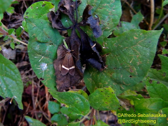Tiger moth