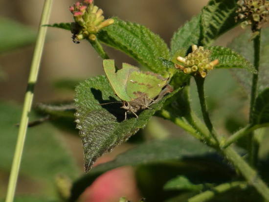 Remus greenstreak