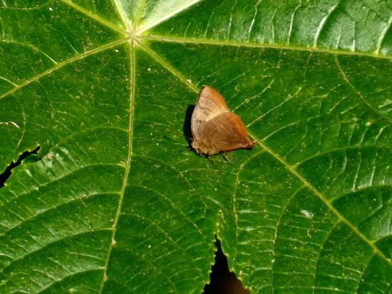 Malina hairstreak