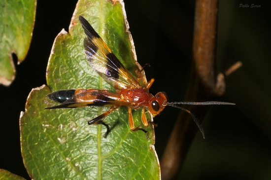 Avispa parásita