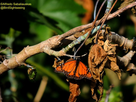 Southern Monarch