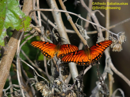 Mexican silverspot