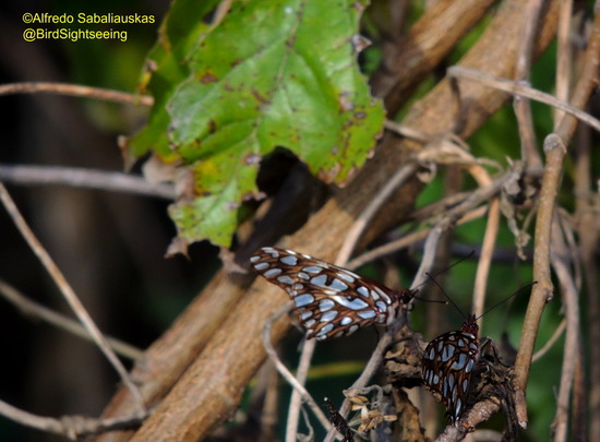 Mexican silverspot