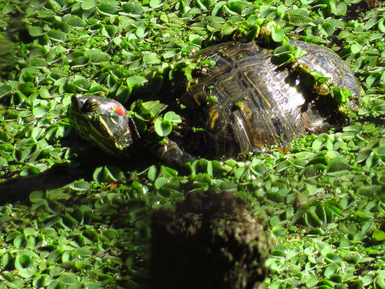 Tortuga de orejas rojas