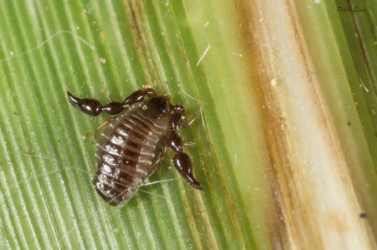 Pseudoescorpión