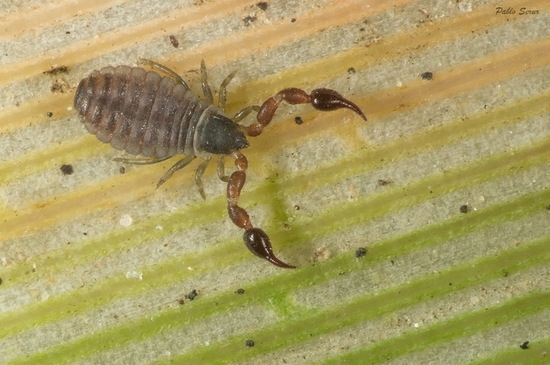 Pseudoescorpión