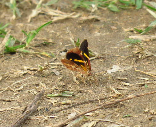 Polilla geómetra