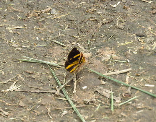 Polilla geómetra