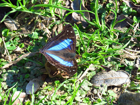 Laurentia Emperor